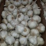 Ithaka Organic Garlic