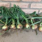 Ithaka Organic Yellow Onion