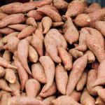 Ithaka Organic sweet potato